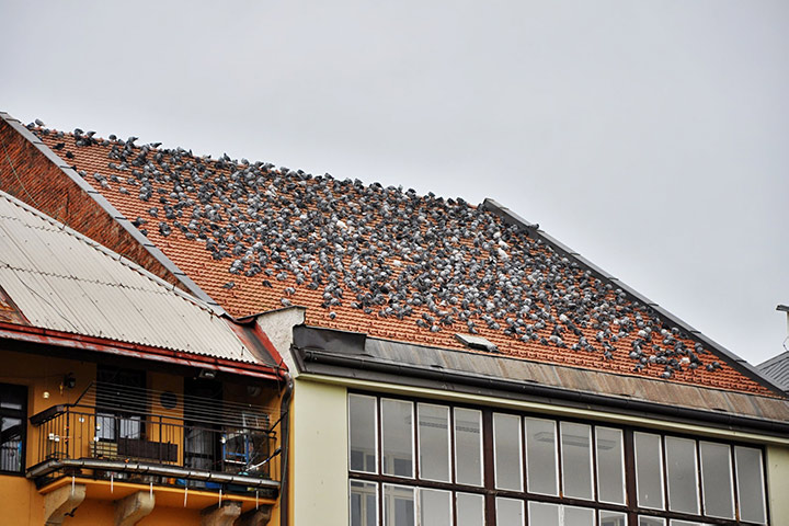 A2B Pest Control are able to install spikes to deter birds from roofs in Spennymoor. 