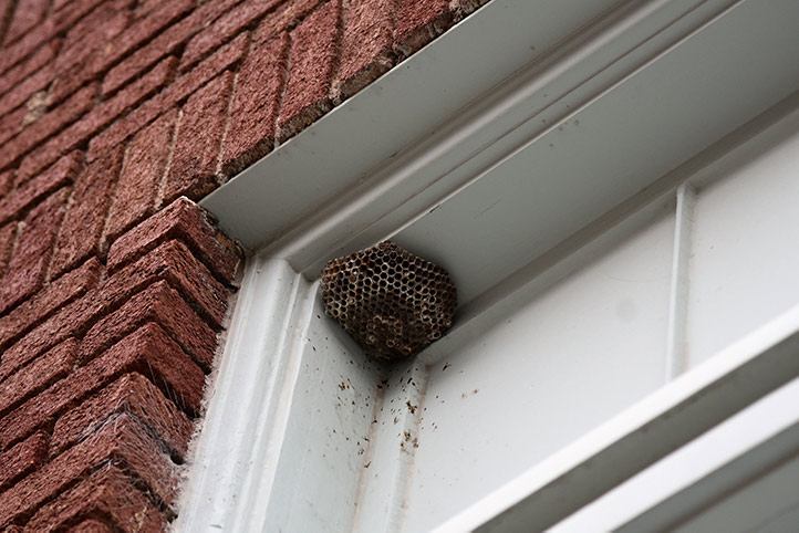 We provide a wasp nest removal service for domestic and commercial properties in Spennymoor.
